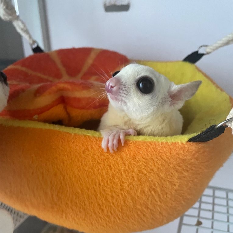ククちゃん