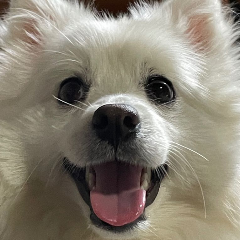 ビビちゃん