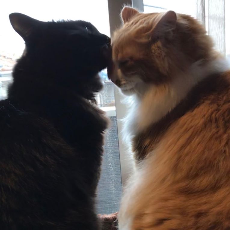 サスケ　シンバちゃん