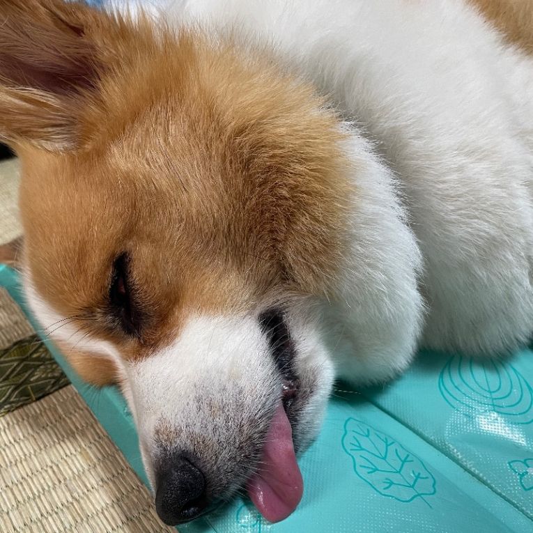 くうちゃん