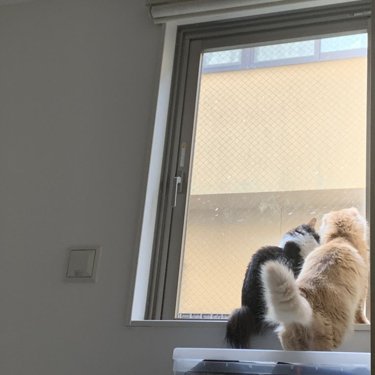 ガブリエル&bull;ダニエルちゃん