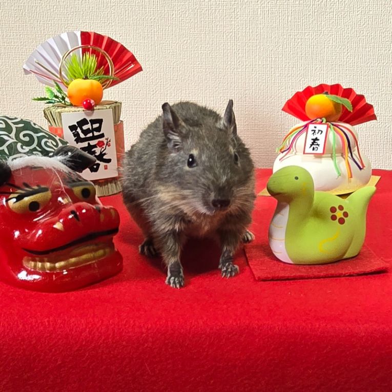 ピコ太ちゃん
