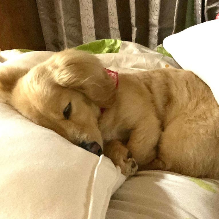りんちゃん