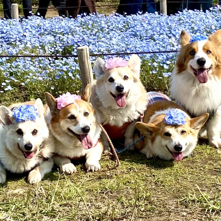 ハヤト・ミライ・キッカ・レツ・ウッディちゃん