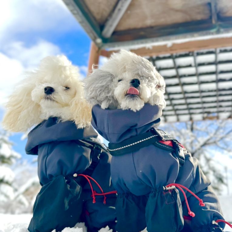 ちぷぅとぃちゃん