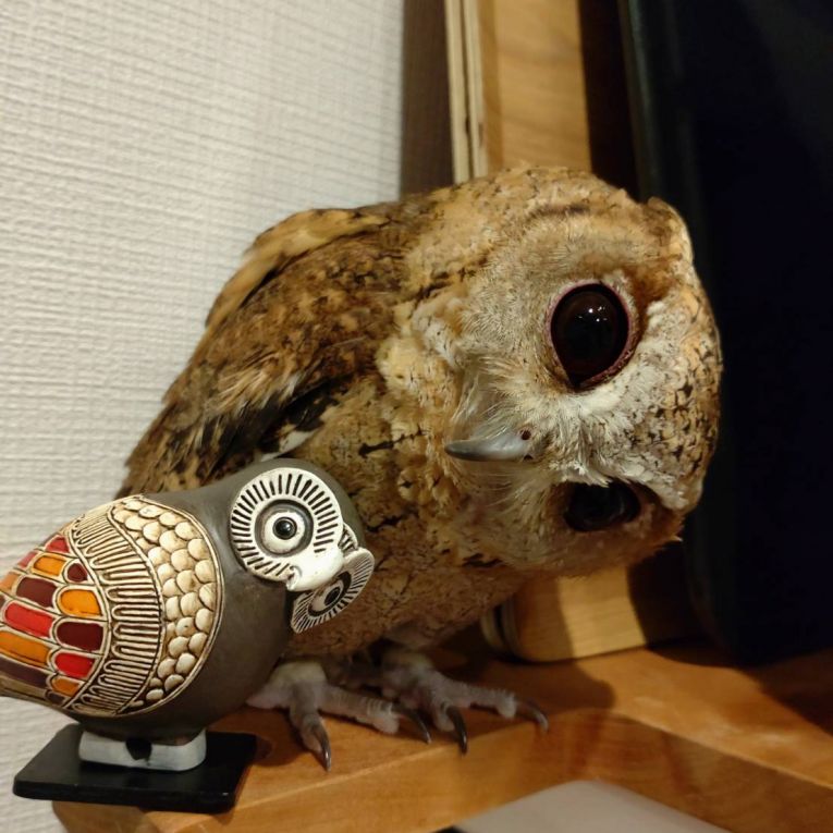 ウニちゃん