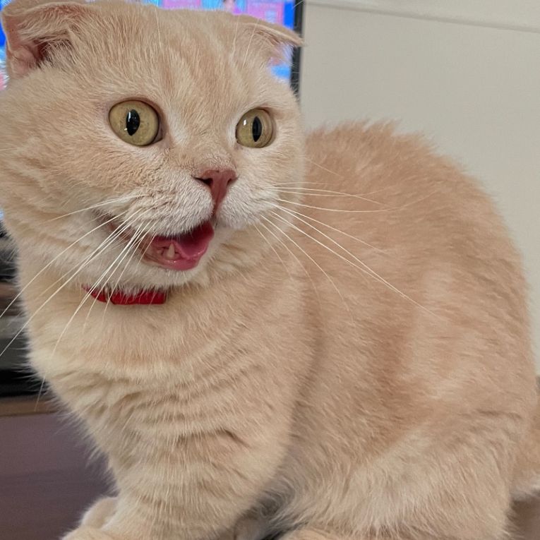 ナチちゃん