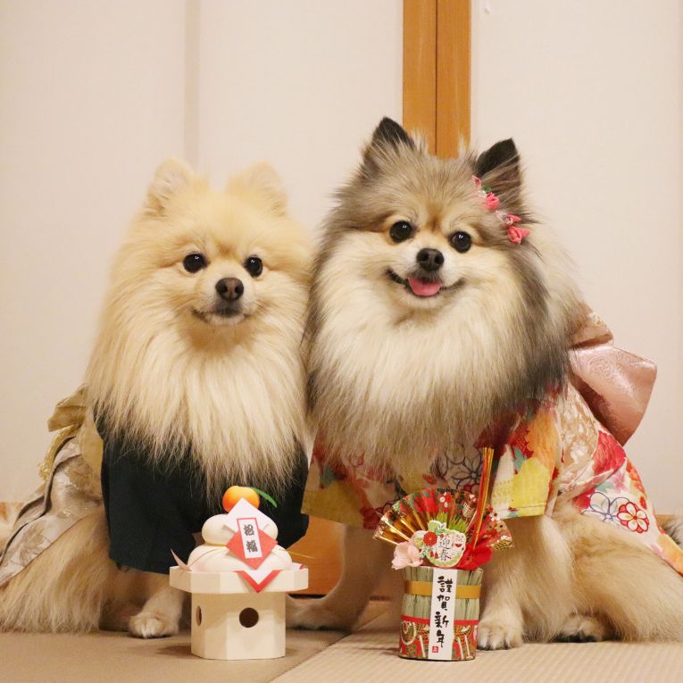 コロン&シフォンちゃん