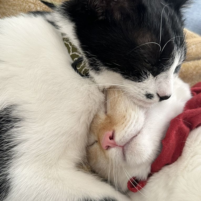 もなか、みつまめちゃん