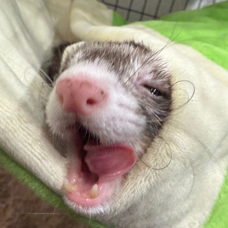 堺　仁志ちゃん