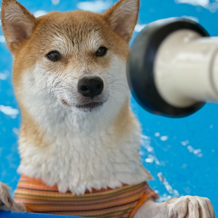 ゴンちゃん