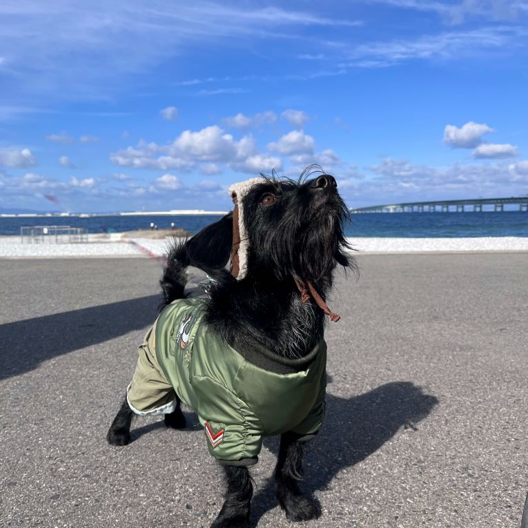 ポラリスちゃん