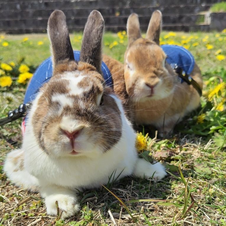 星蓮＆綺楼ちゃん