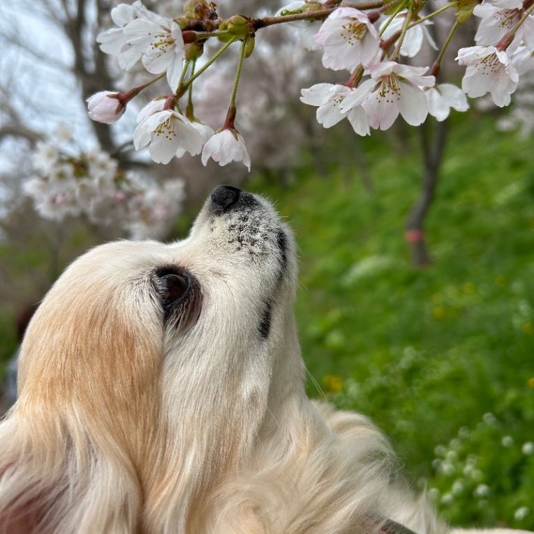 まかみちゃん