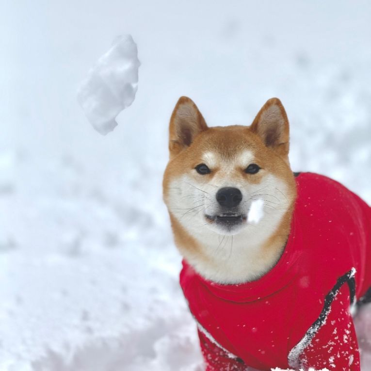 ゴンちゃん