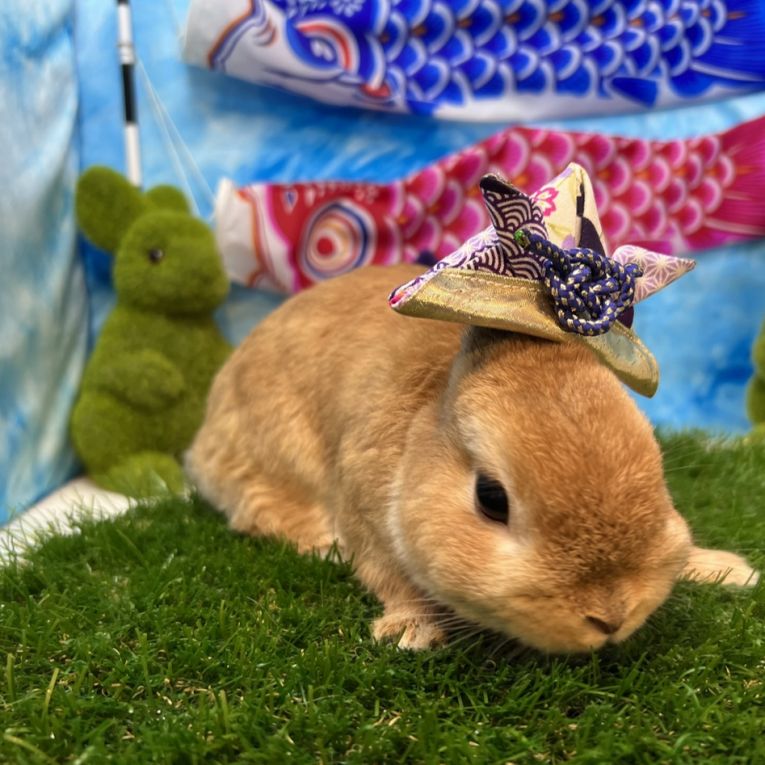 Cookie ちゃん