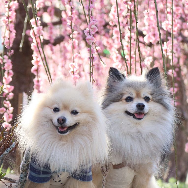 コロン＆シフォンちゃん