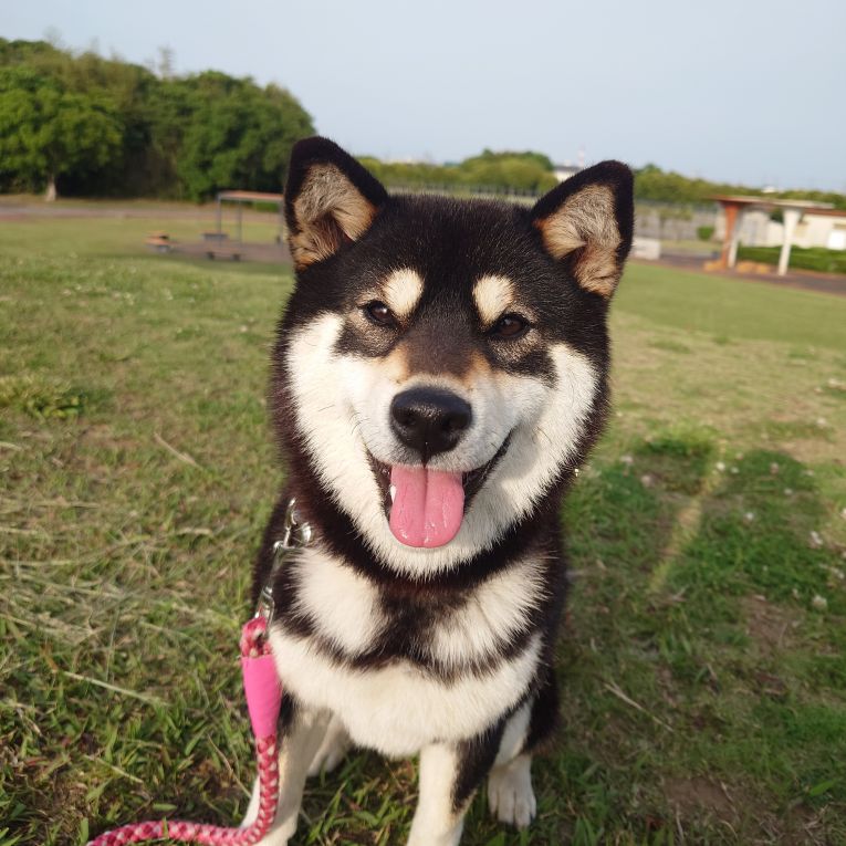 サクちゃん