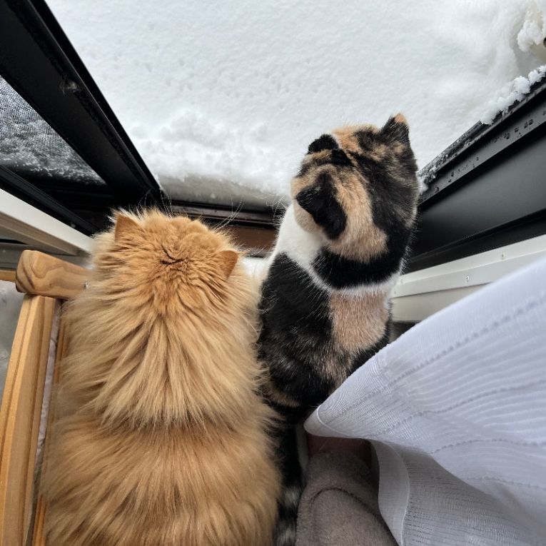 NiZi&イリゼちゃん