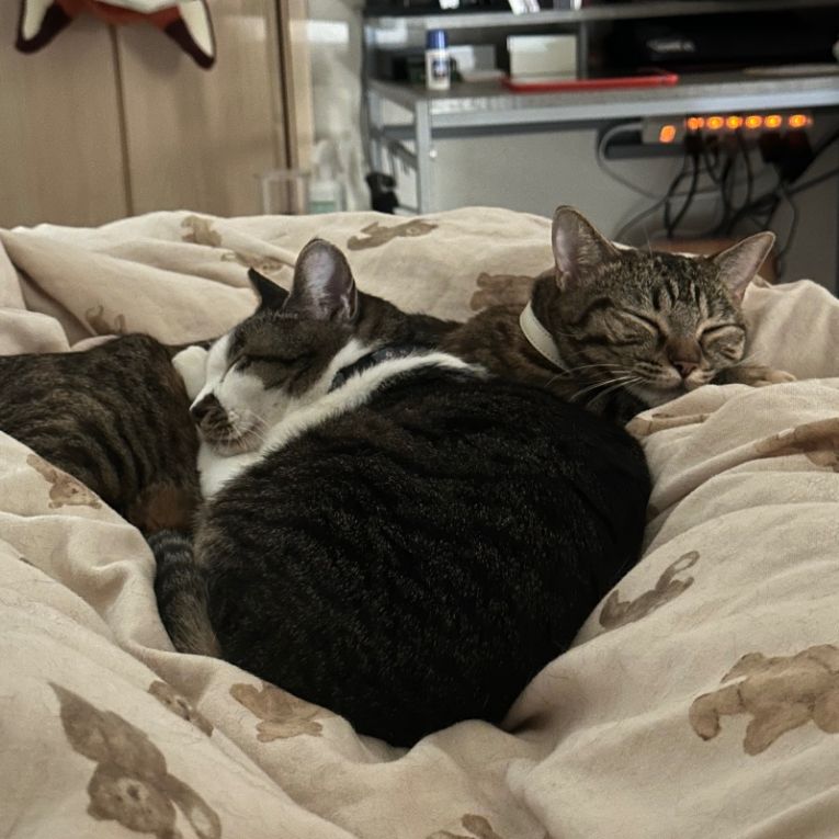 むーちゃんちゃん