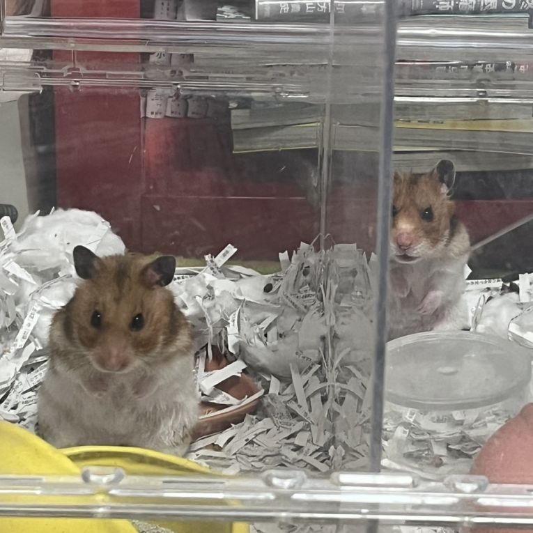 リンとハルちゃん