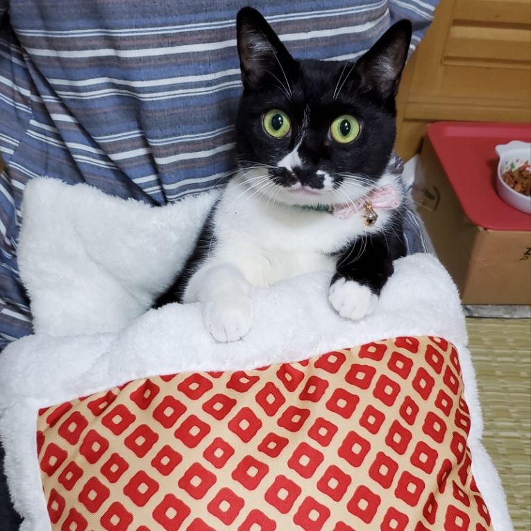 あんこちゃん