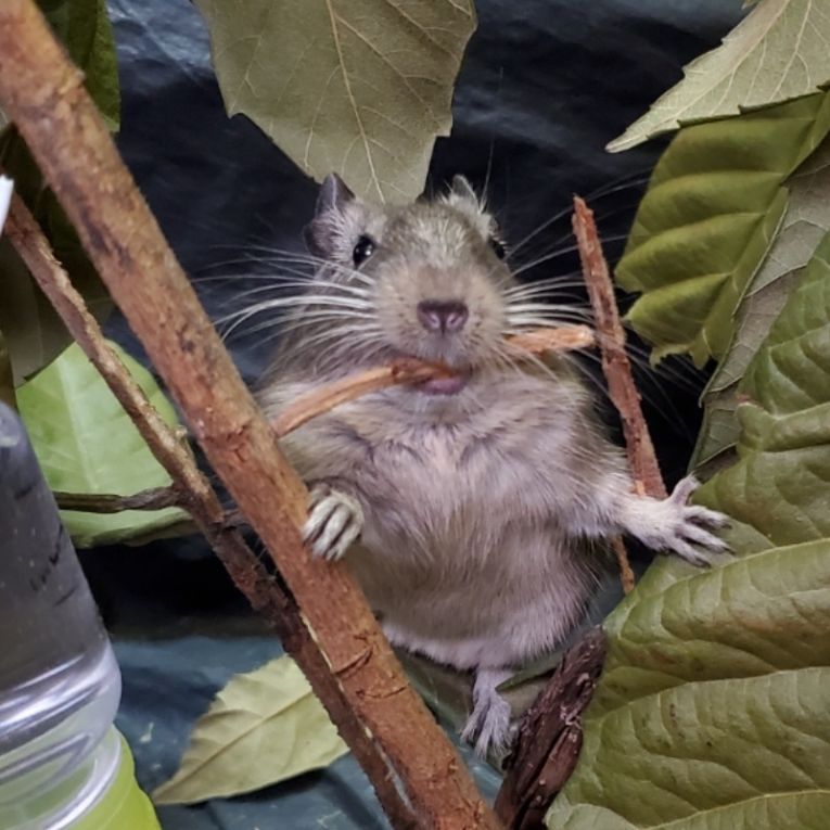 てぐちゃん