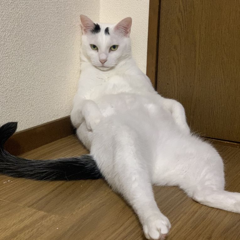 まろちゃん