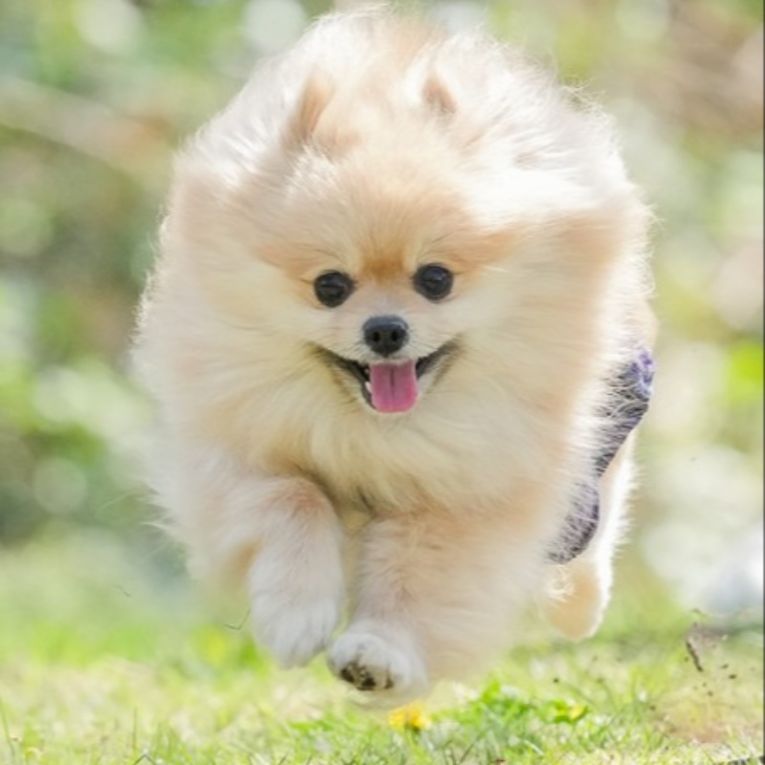 たんぽぽちゃん