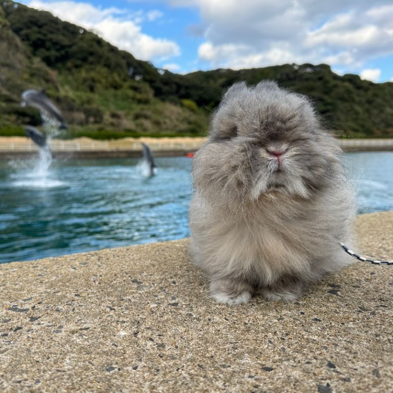 シフォンちゃん