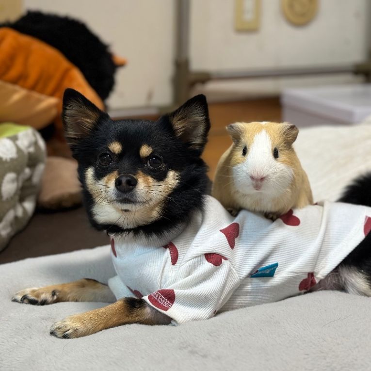らむね(犬)、ジャスミン(モルモット)ちゃん