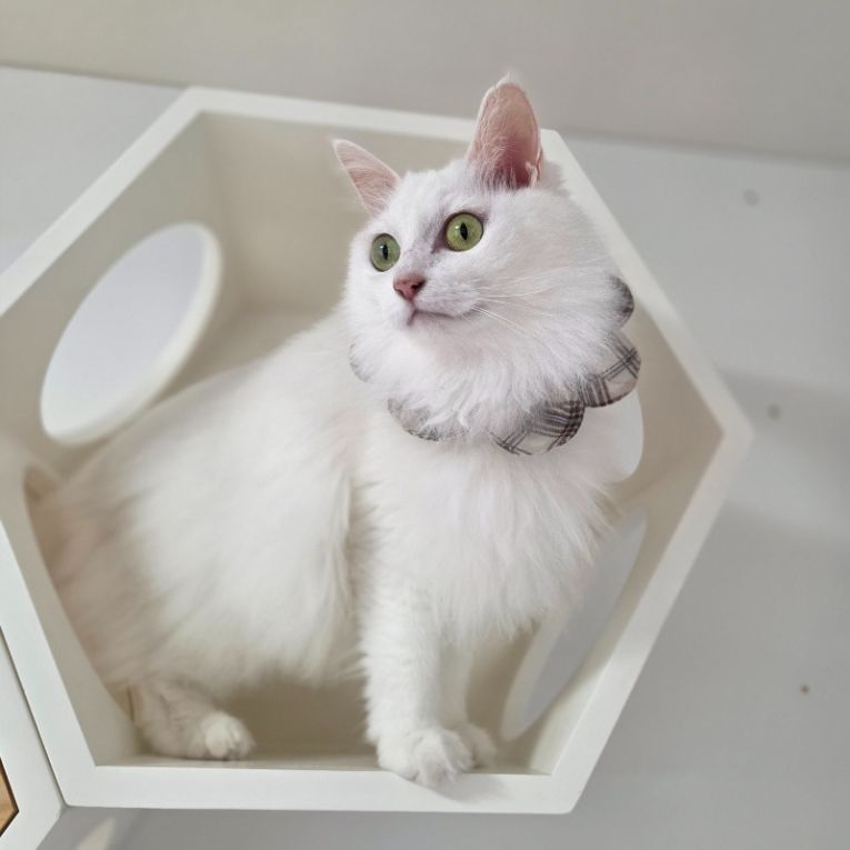 マシュマロちゃん
