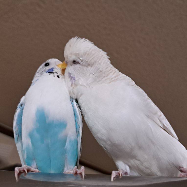 しらこ&メルちゃん