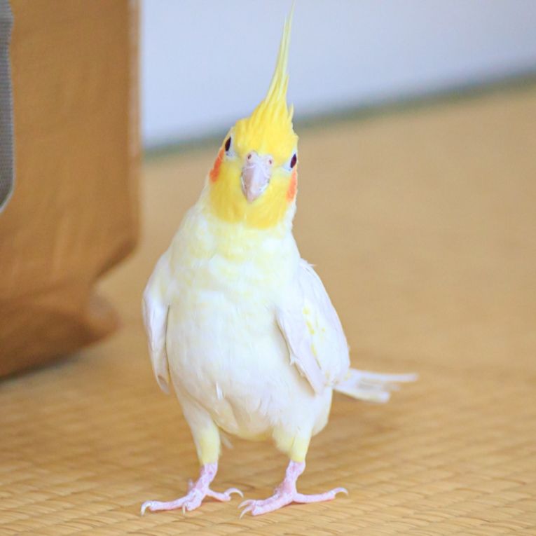 ピィ〜ちゃん