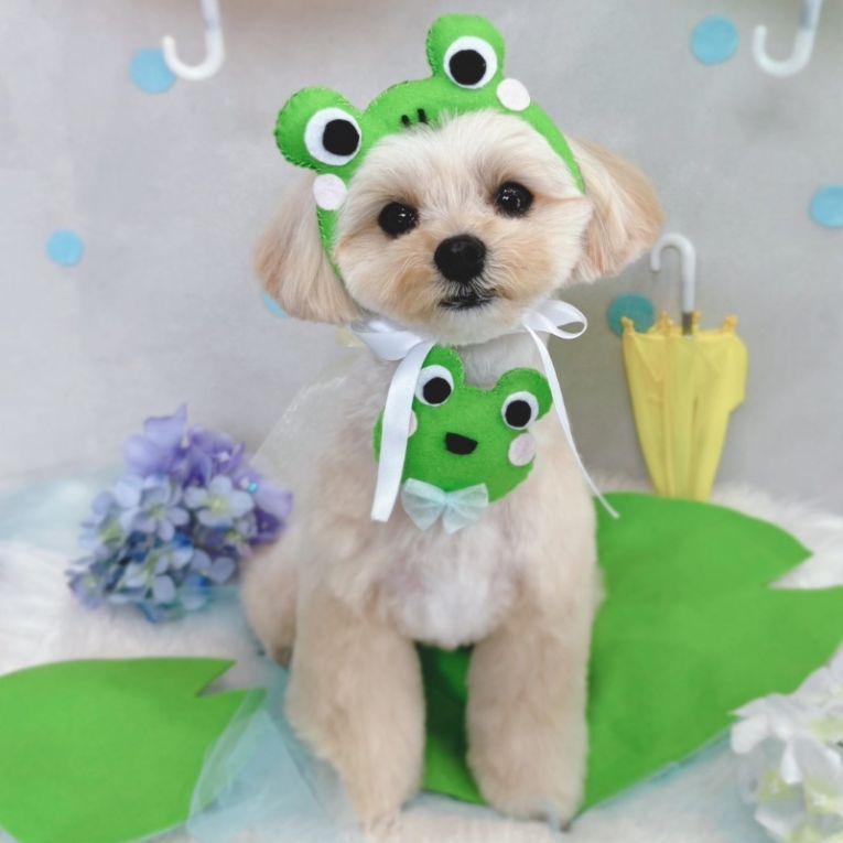 ぷくちゃん