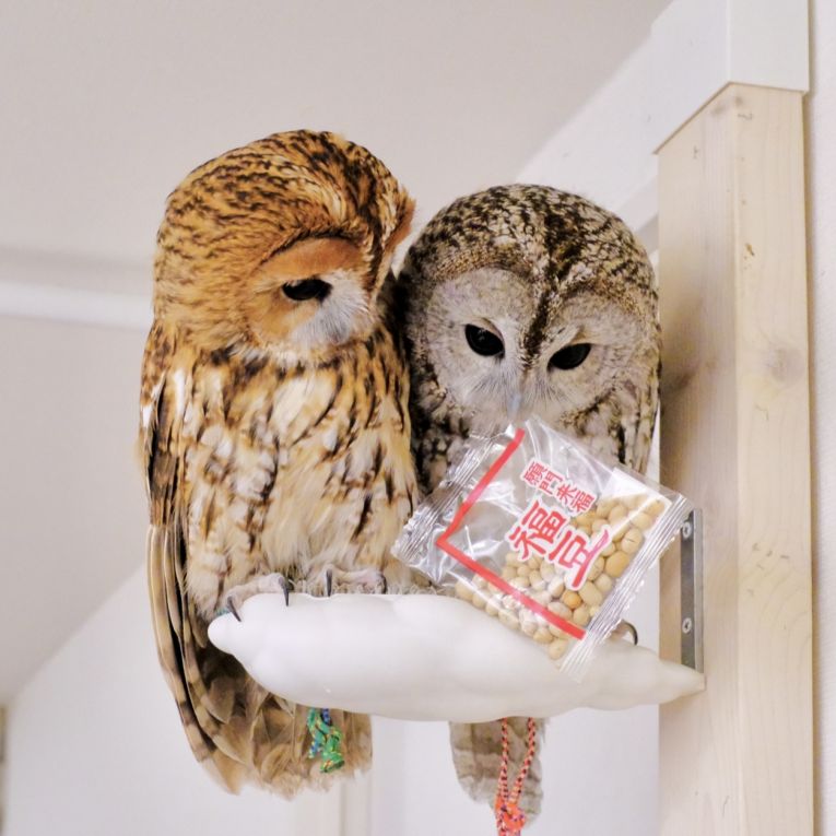 ざらめ&bull;カラメルちゃん