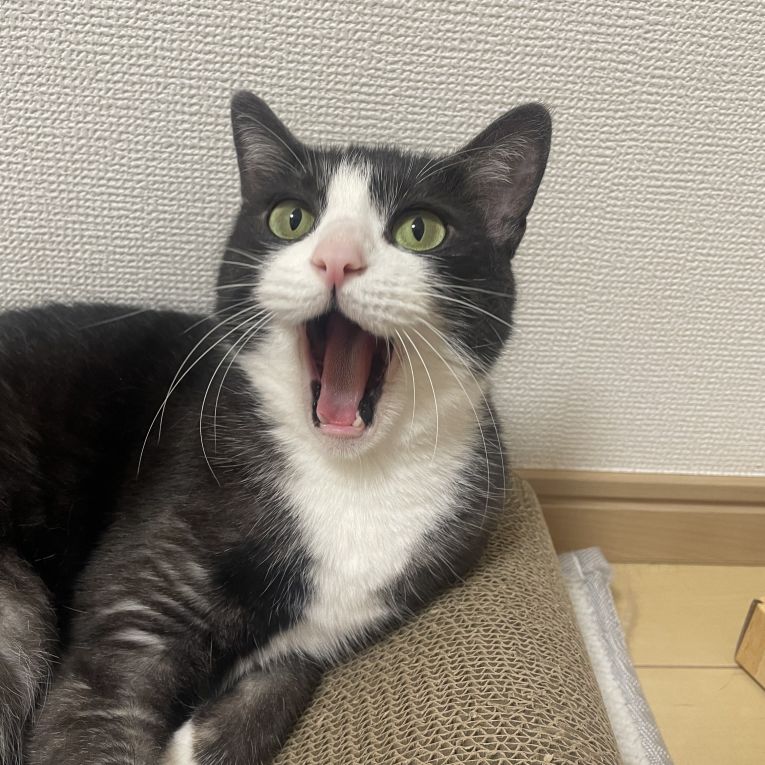 ごまちゃん