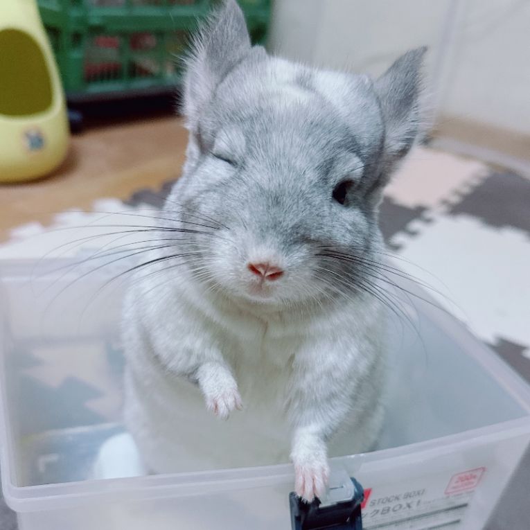 お嬢ちゃんちゃん
