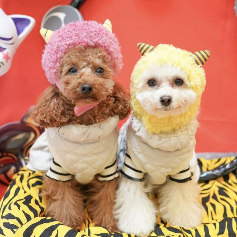 ティティ　ぶぶちゃん