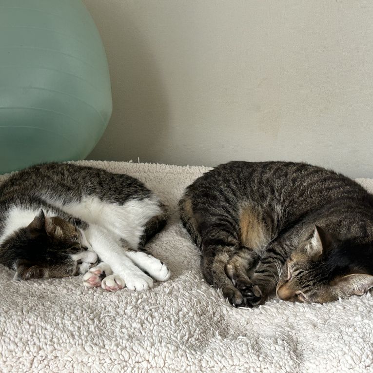 レオとももちゃん