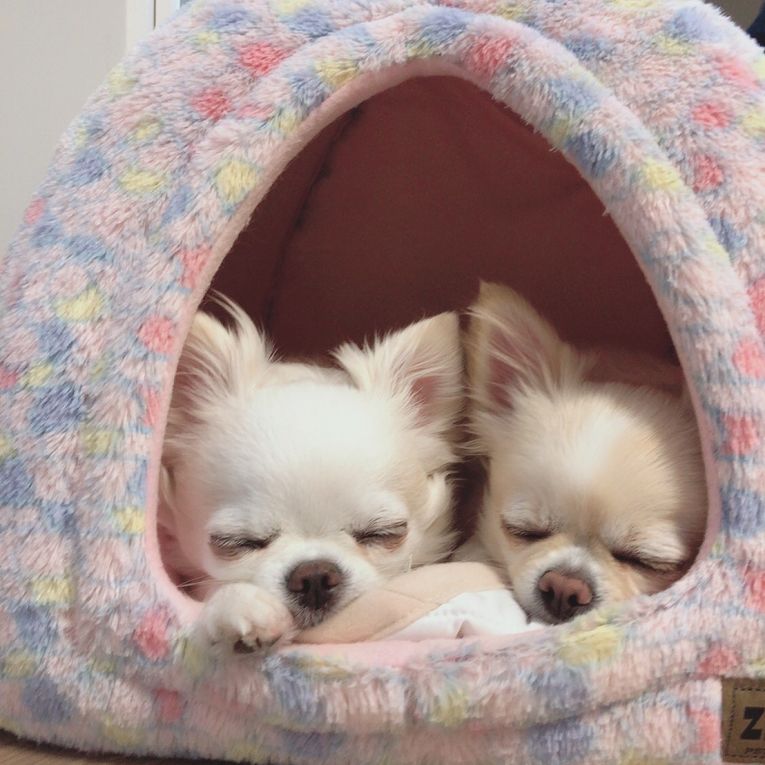 ぷん・ぱんちゃん