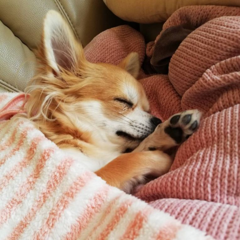 ろはちゃん