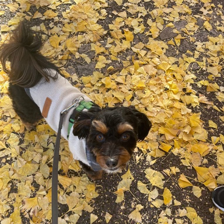 もんじゃちゃん