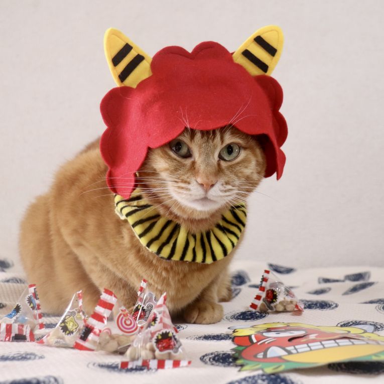 コタローちゃん