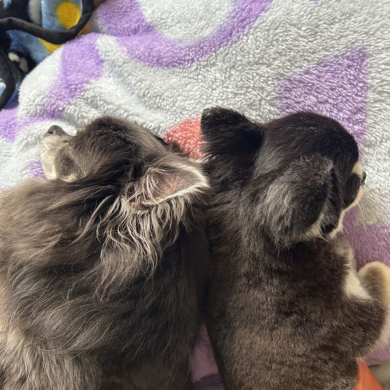 ルーク&ドルちゃん