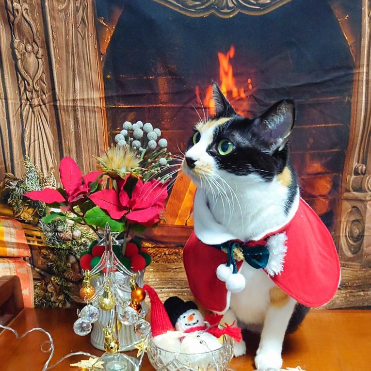 都ちゃんちゃん