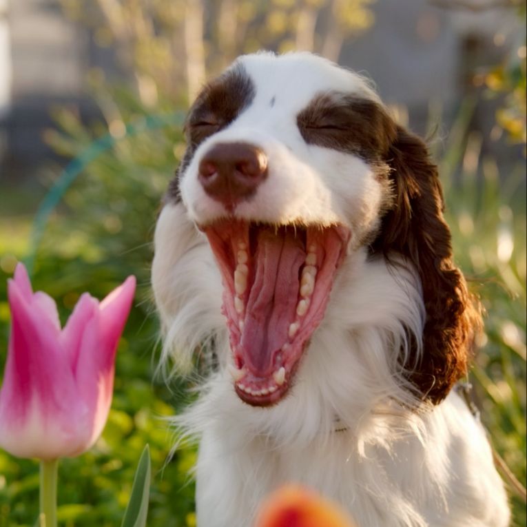 ラフターちゃん