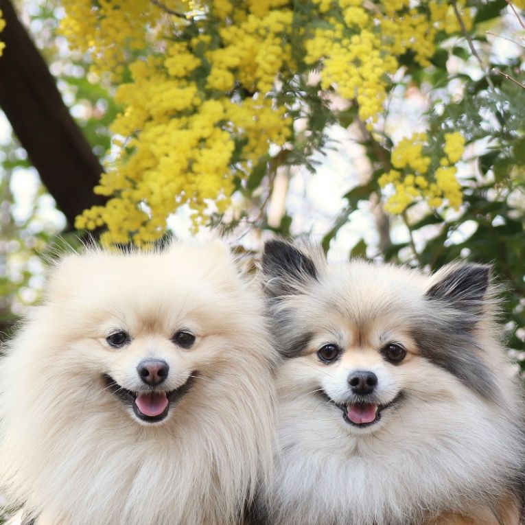 コロン＆シフォンちゃん