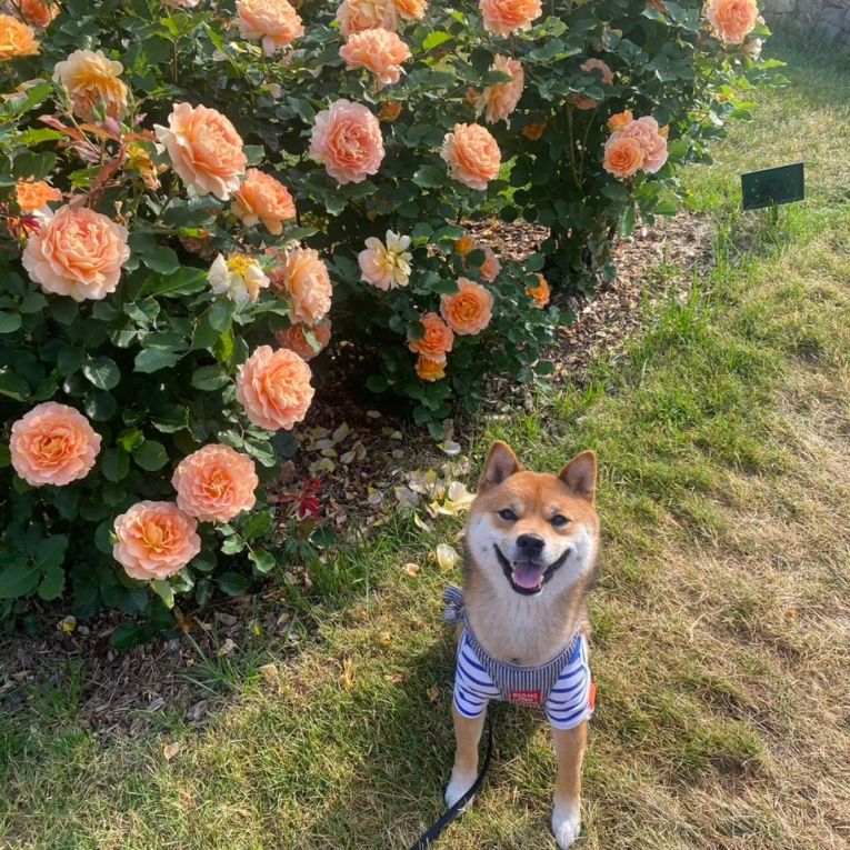 しんぞうちゃん