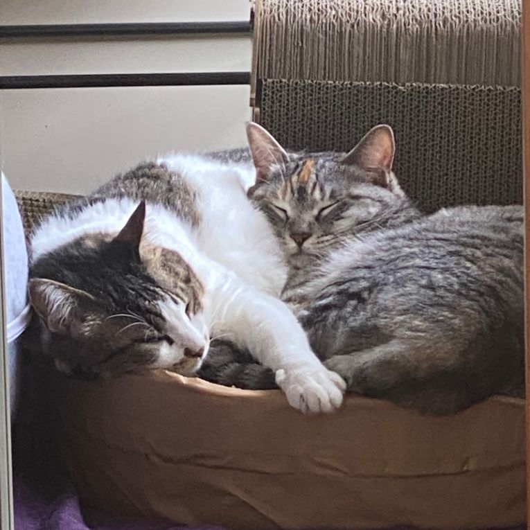 グレイ虎子　　ブルースちゃん